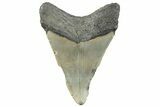 Bargain, Fossil Megalodon Tooth - North Carolina #295307-1